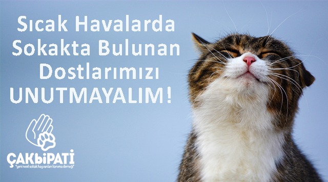 20 TL ve Üzeri Mama Alışverişinize kampanyası