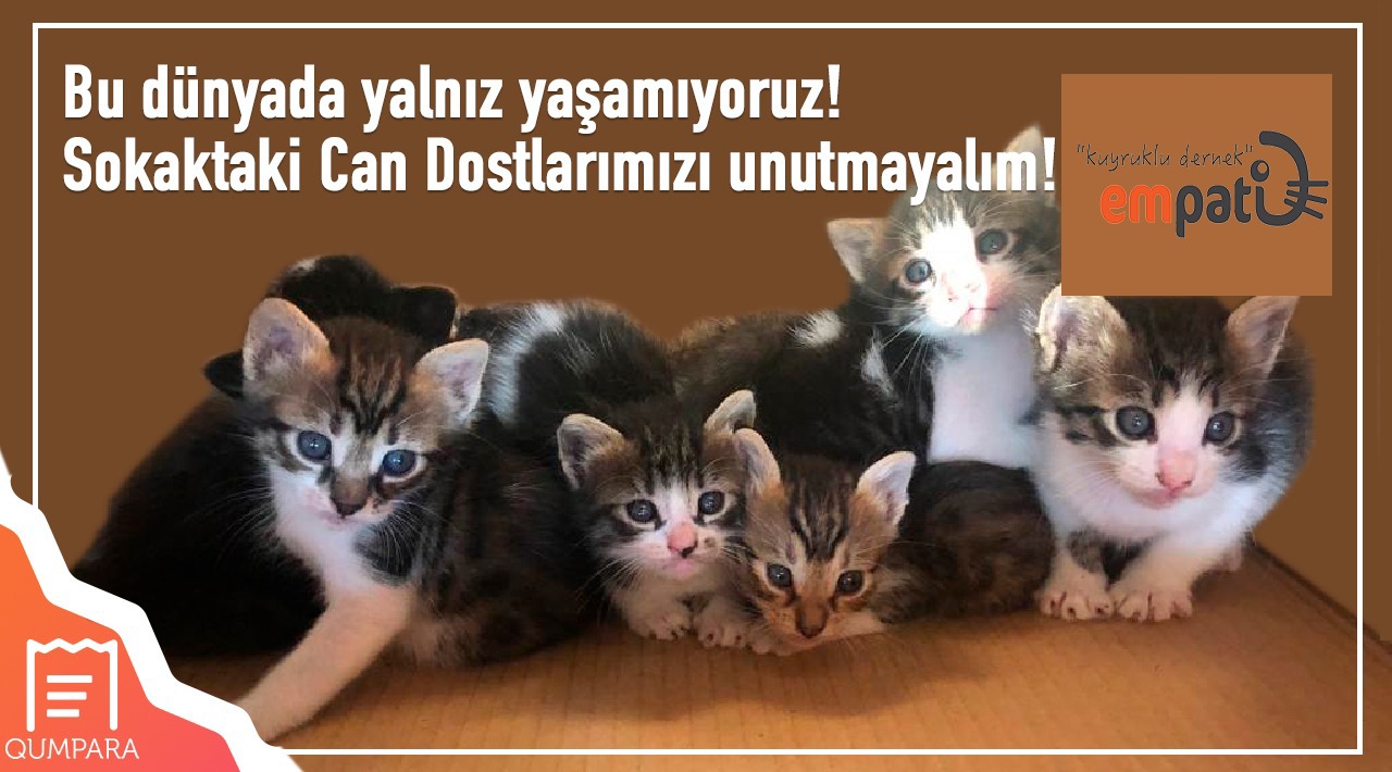 20 TL ve Üzeri Mama Alışverişinize kampanyası