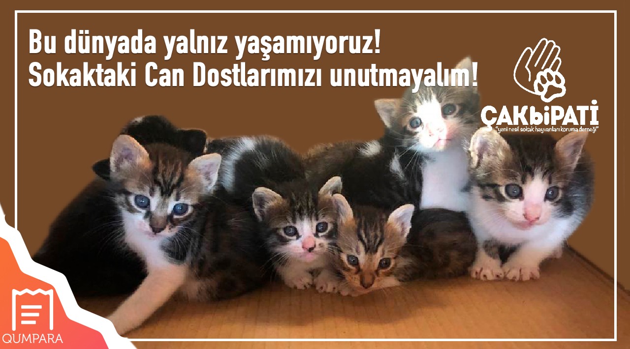 20 TL ve Üzeri Mama Alışverişinize kampanyası